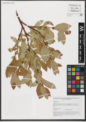 Foto von Salix hastata L.